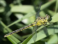 Gomphus flavipes