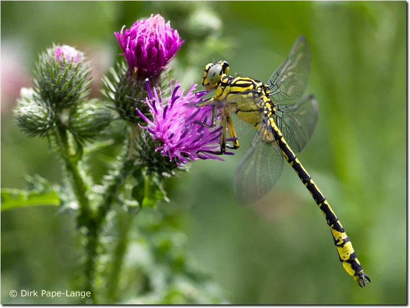 Gomphus simillimus