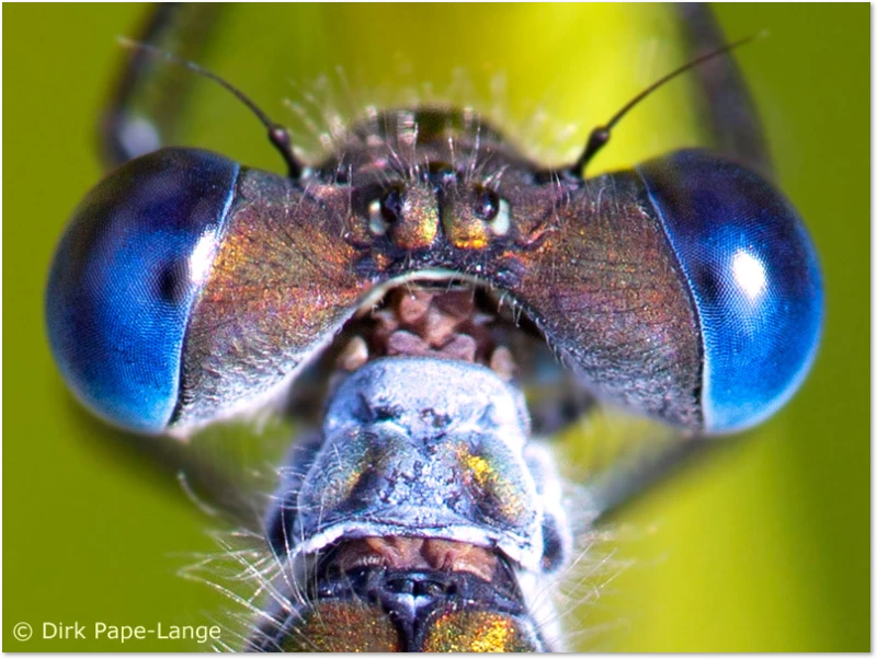 Libellenkopf von oben Woher kommt der Name Libelle