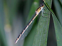 Enallagma cyathigerum