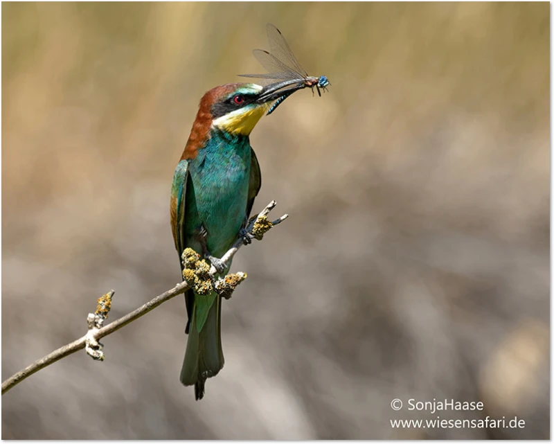 Bienenfresser