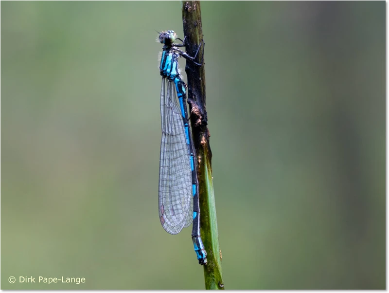 Männchen der Bileks Azurjungfer (Coenagrion hylas) Männchen