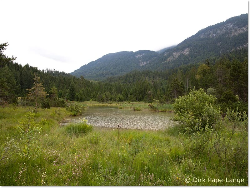 Habitat der Bileks Azurjungfer Habitat