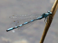 Coenagrion hylas