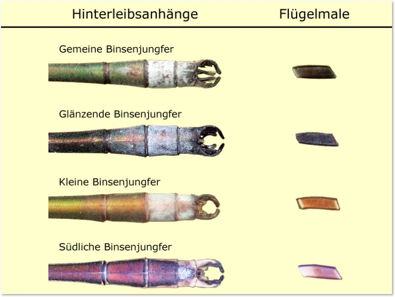 Binsenjungfern - Anhänge