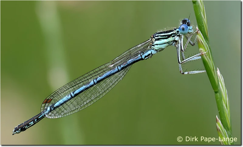 Männchen der Blauen Federlibelle (Platycnemis pennipes) Platycnemis pennipes