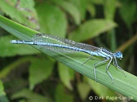 Platycnemis pennipes