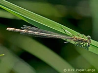 Platycnemis pennipes