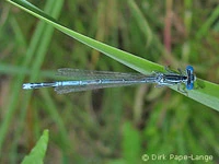 Blaue Federlibelle