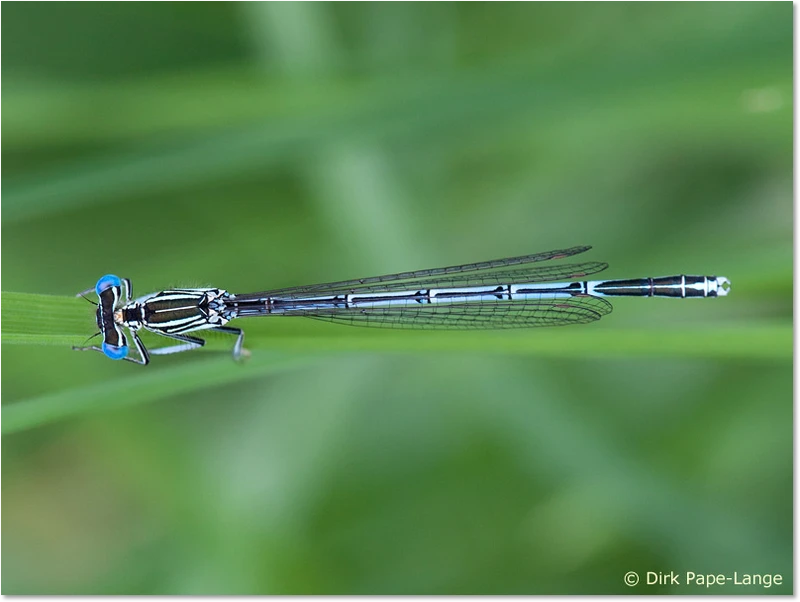 Männchen der Blauen Federlibelle Männchen