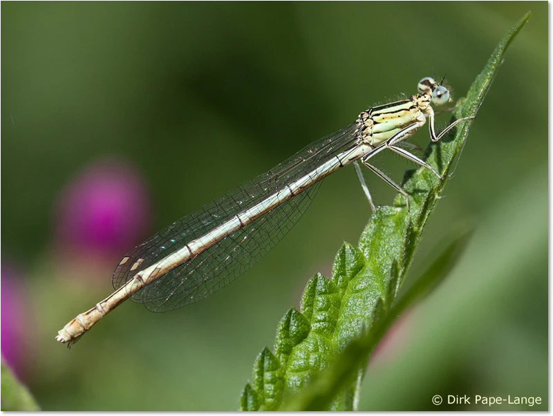 Weibchen der Blauen Federlibelle