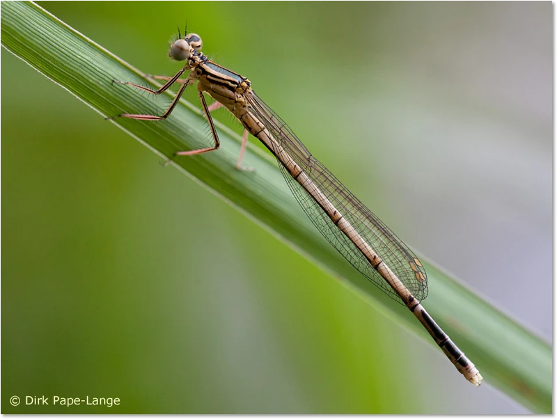 Junges Männchen der Blauen Federlibelle (Platycnemis pennipes) Junges Männchen