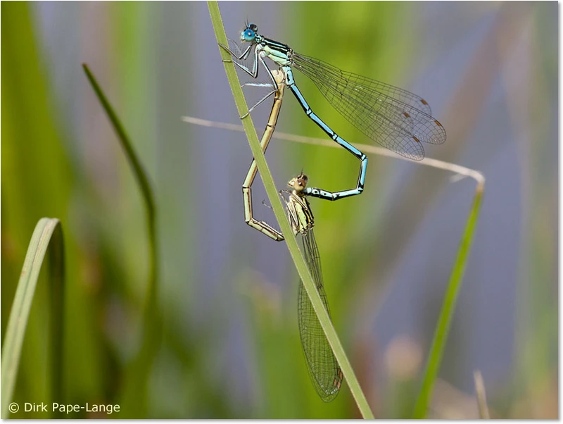 Paarungsrad der Blauen Federlibelle