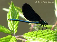 Calopteryx virgo