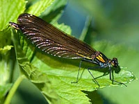 Calopteryx virgo