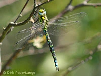 Aeshna cyanea