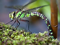 Aeshna cyanea