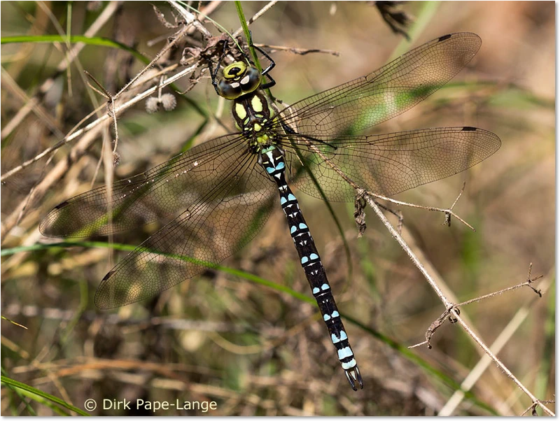 Aeshna cyanea