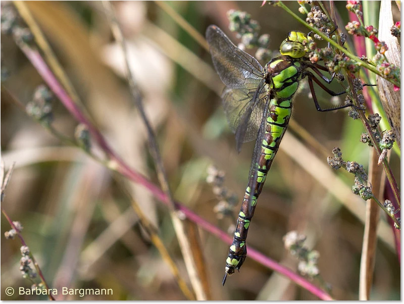 Aeshna cyanea