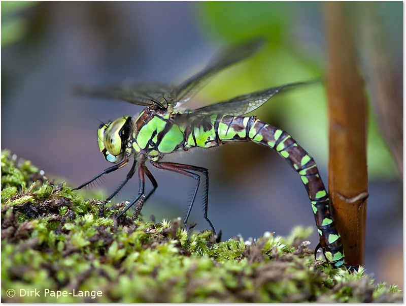 Stachel einer Libelle Stachel der Blaugrünen Mosaikjungfer