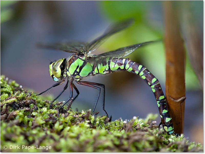 Aeshna cyanea