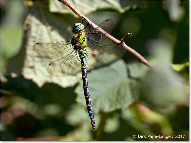 Aeshna cyanea