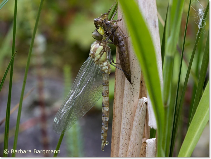 Aeshna cyanea