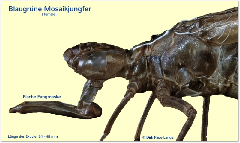 Fangmaske der Blaugrünen Mosaikjungfer Fangmaske von A. cyanea
