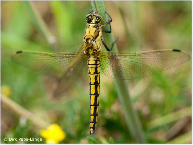 Libellen-Predator - Wetter Schlupffehler