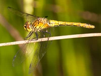 Sympetrum sanguineum