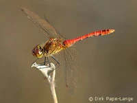 Sympetrum sanguineum