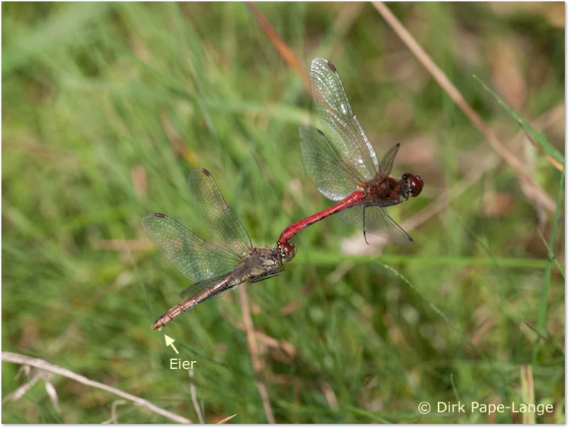 Blutrote Heidelibelle