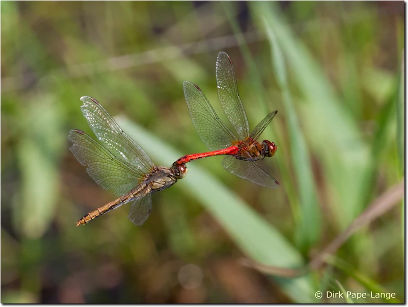 Sympetrum sanguineum