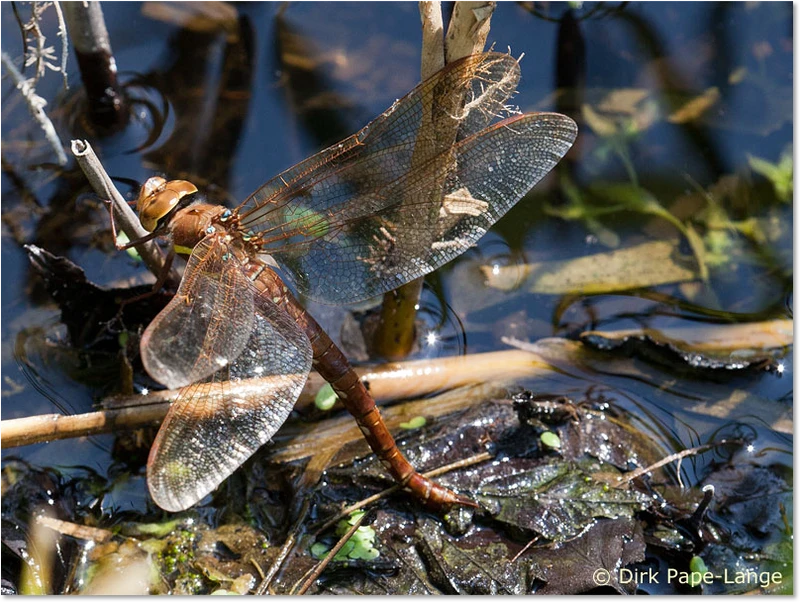 Weibchen der Braunen Mosaikjungfer bei der Eiablage Aeshna grandis