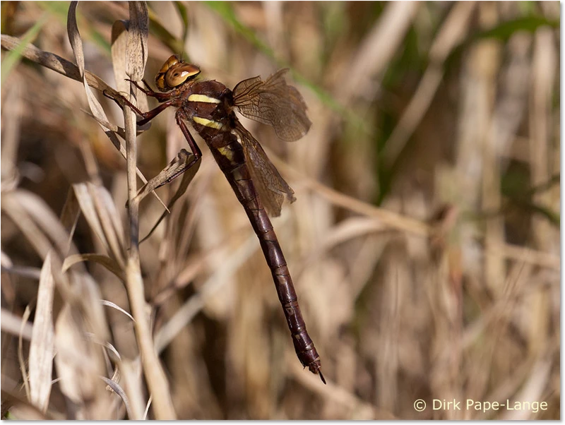 Aeshna grandis