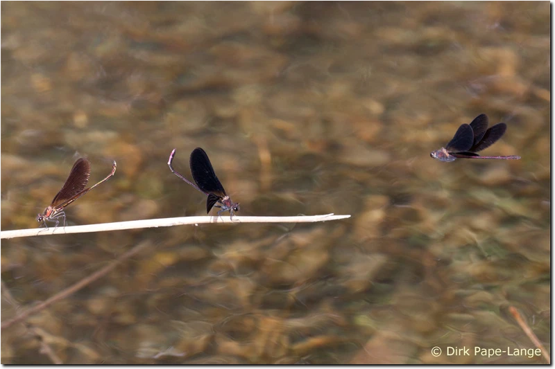 2 Männchen der Bronzenen Prachtlibelle verteidigen ihr Revier Calopteryx haemorrhoidalis