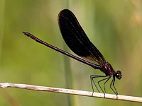 Calopteryx haemorrhoidalis