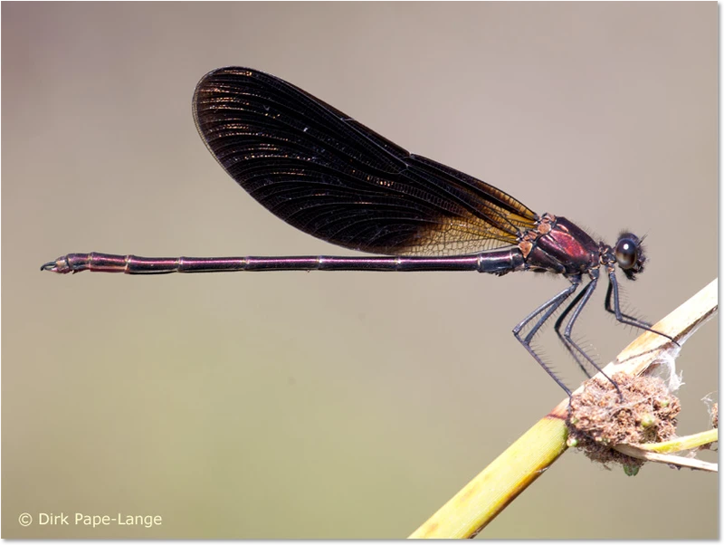 Bronzene Prachtlibelle - Männchen