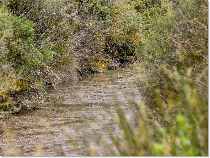 Habitat der Dunklen Binsenjungfer Habitat