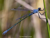 Lestes makrostigma