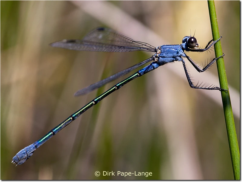Weibchen der Dunklen Binsenjungfer Lestes macrostigma