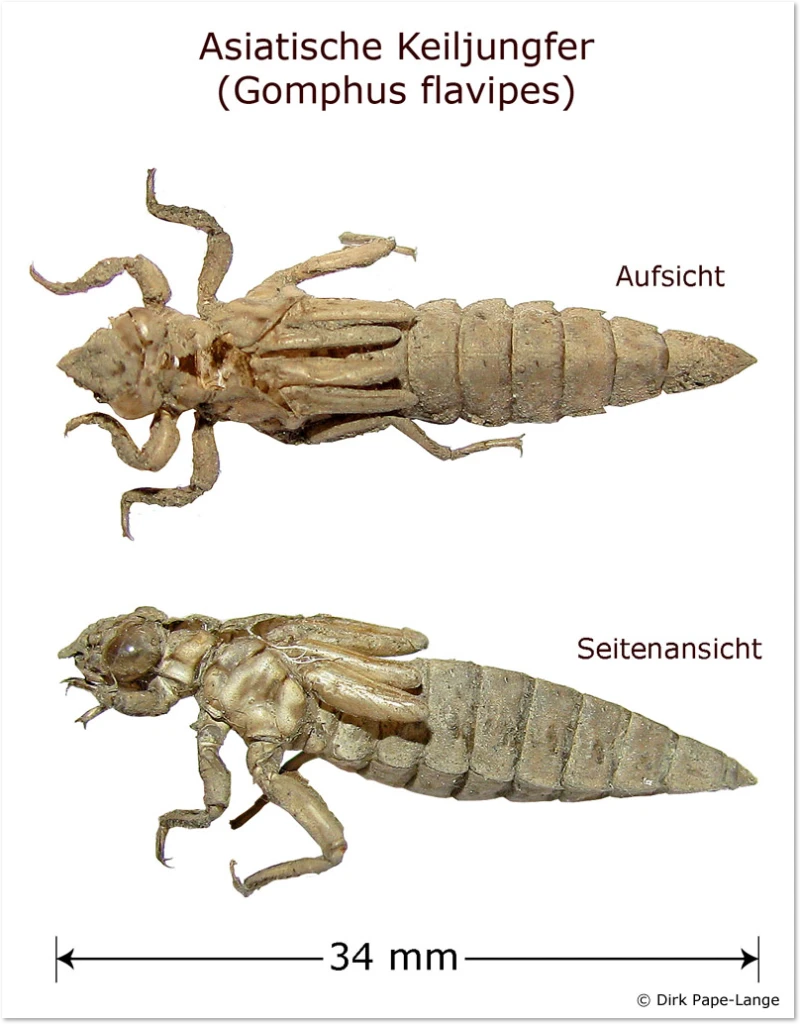 Exuvie der Asiatischen Keiljungfer Exuvie
