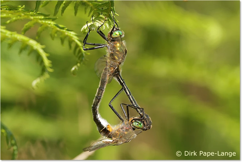 Paarungsrad der Falkenlibelle Paarungsrad