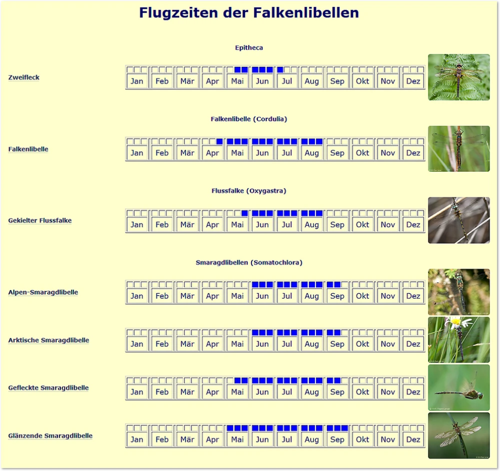 Wann fliegen Libellen