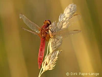 Crocothemis erythraea