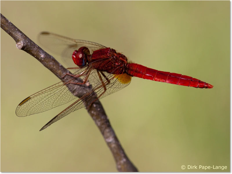 Crocothemis erythraea