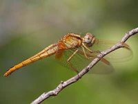 Crocothemis erythraea