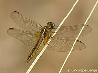 Crocothemis erythraea