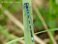 Coenagrion pulchellum