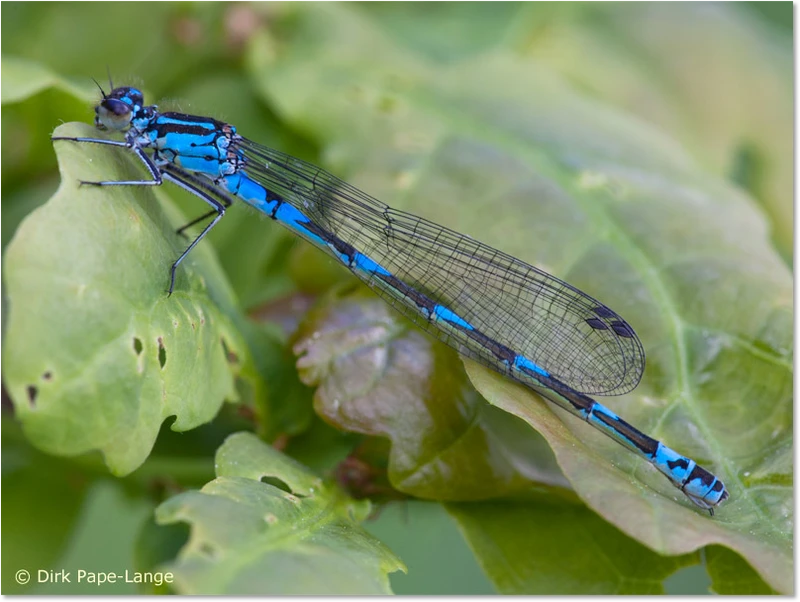 blaue Farbvariante